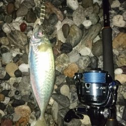 仁淀川河口周辺サーフライトショアジギング