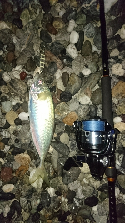 仁淀川河口周辺サーフライトショアジギング