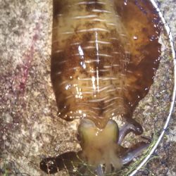 最高の引きを堪能