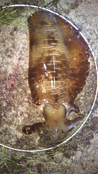 最高の引きを堪能