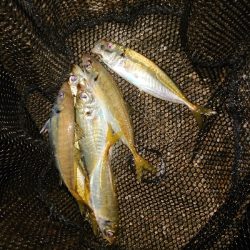 テクニカルなアジング