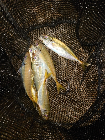 テクニカルなアジング