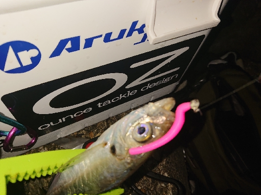 楽しみになってきました