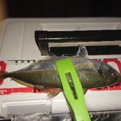 あめが、降る前にアジング