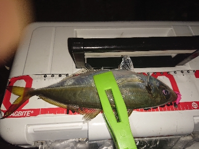 あめが、降る前にアジング