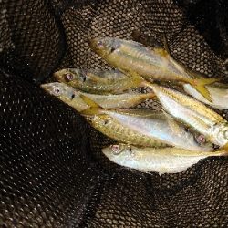 サクッとアジング