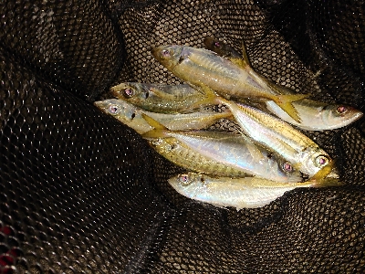 サクッとアジング