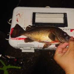 荒れると色々釣れます。