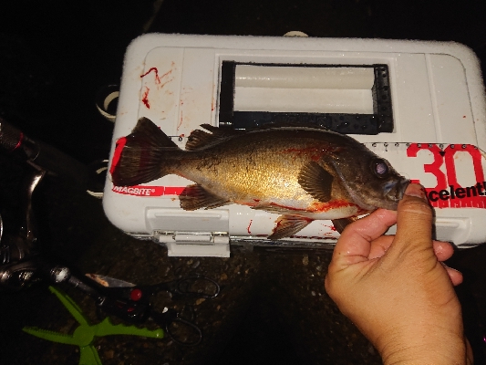 荒れると色々釣れます。