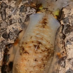 爆風深夜徘徊遠征エギング