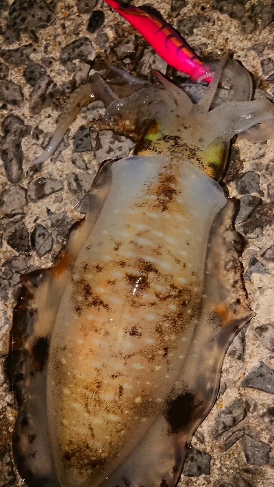 爆風深夜徘徊遠征エギング