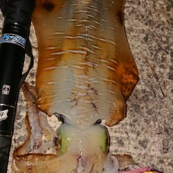 またまた遠征(笑)