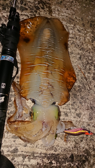 またまた遠征(笑)