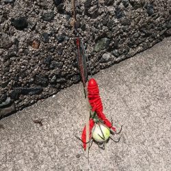 昼練…オクトパッシング