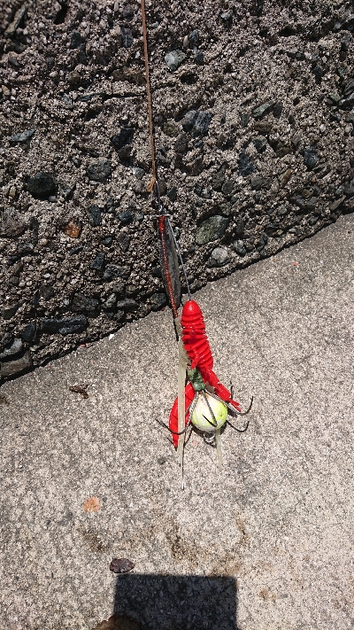 昼練…オクトパッシング