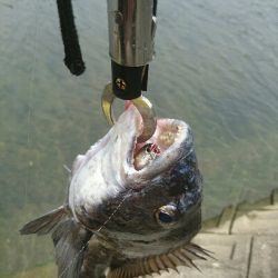 やっとこの時期が！