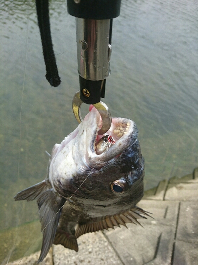 やっとこの時期が！