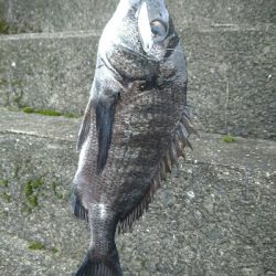 今朝の釣果