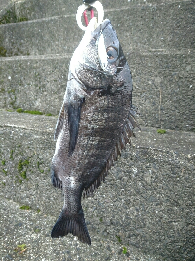 今朝の釣果
