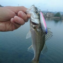 今朝の釣果