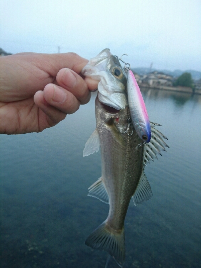 今朝の釣果