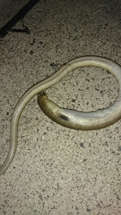 キス釣り…砂入れで不発に(>_<)