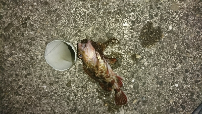 キス釣りからのヒラメ狙い！