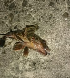 ちょい投げで思わぬ外道が…