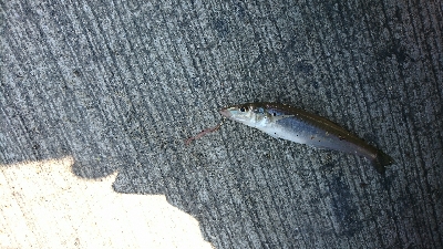 ベラ＆ガッチョの猛攻(笑)