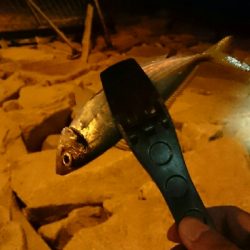 本気のアジング