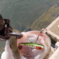 ベイトシーバス初めました⤴️