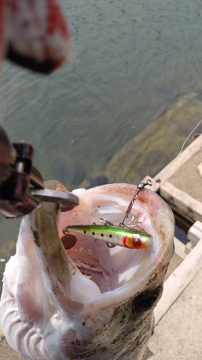 ベイトシーバス初めました⤴&…