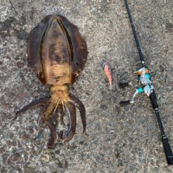 大型アオリイカ釣果！！