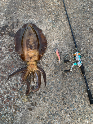 大型アオリイカ釣果！！