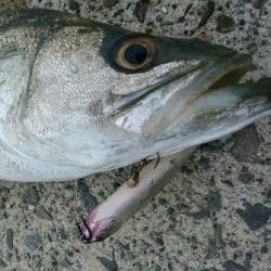 朝マズメにトップ一発！70アップ3キロオーバーゲット！