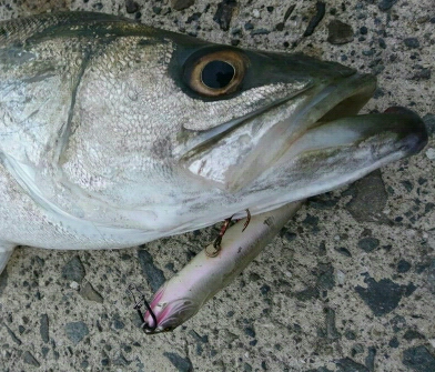 朝マズメにトップ一発！70アップ3キロオーバーゲット！