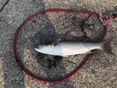 明石一文字 ジギング