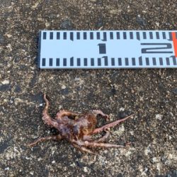 ツバスと小さなタコ