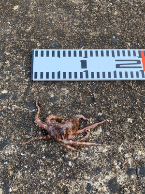 ツバスと小さなタコ