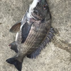 チヌさんの活性が高い