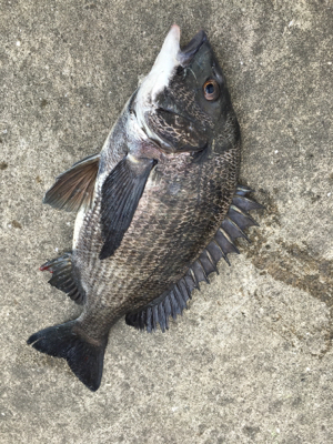 チヌさんの活性が高い