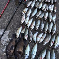 オールナイトメバリング