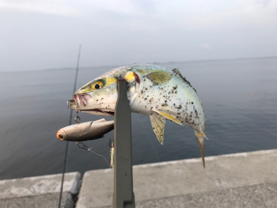 ツバスのお祭り騒ぎ！