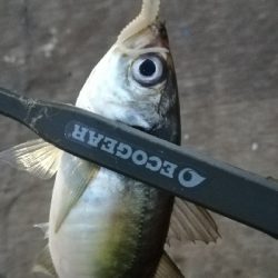 ナイトアジング