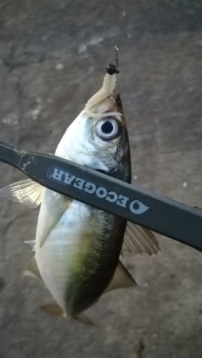 ナイトアジング