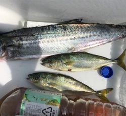 ポーアイ沖にてサゴシとツバス