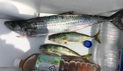 ポーアイ沖にてサゴシとツバス