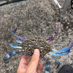 初コウイカエギング