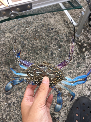 初コウイカエギング