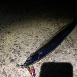 タチウオ二匹とメバル達